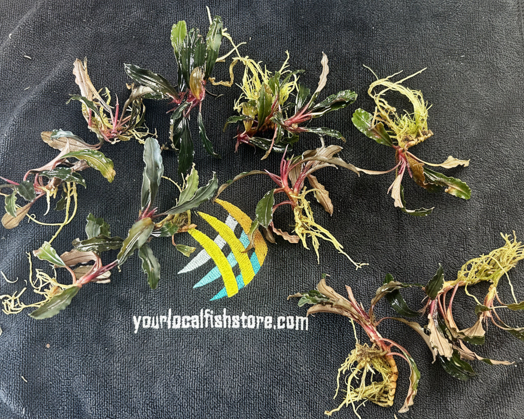  Bucephalandra SP.