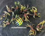  Bucephalandra SP.