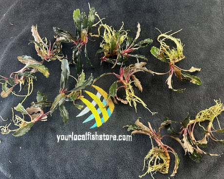  Bucephalandra SP.