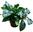 Anubias barteri var.nana Large - Mother Plant 