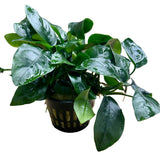 Anubias barteri var.nana Large - Mother Plant 