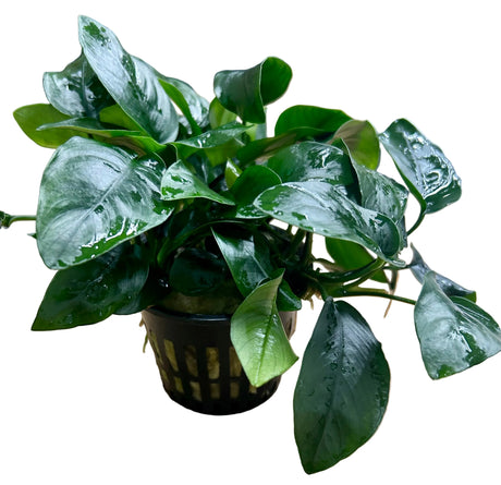 Anubias barteri var.nana Large - Mother Plant 