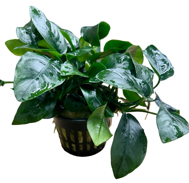 Anubias barteri var.nana Large - Mother Plant 
