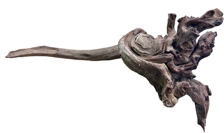 Malaysian Mangrove Sinking Driftwood