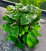 Anubias barteri var. barteri on wood - DW0018 | Potted Plants | Largest Tropical Fish Selection at Your Local Fish Store