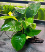 Anubias b.var.barteri 'Broad leaf' on X Medium Wood- DW0504 | Potted Plants | Largest Tropical Fish Selection at Your Local Fish Store
