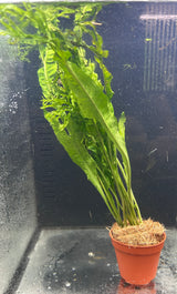 Microsorum pteropus 'Windelov' 