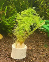 Myriophyllum matogrossense 'Green Form' - Bare Root - WL555 | Potted Plants | Largest Tropical Fish Selection at Your Local Fish Store