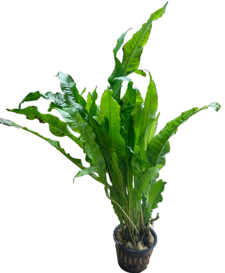 Microsorum pteropus (Java Fern) Large Mother Plant 
