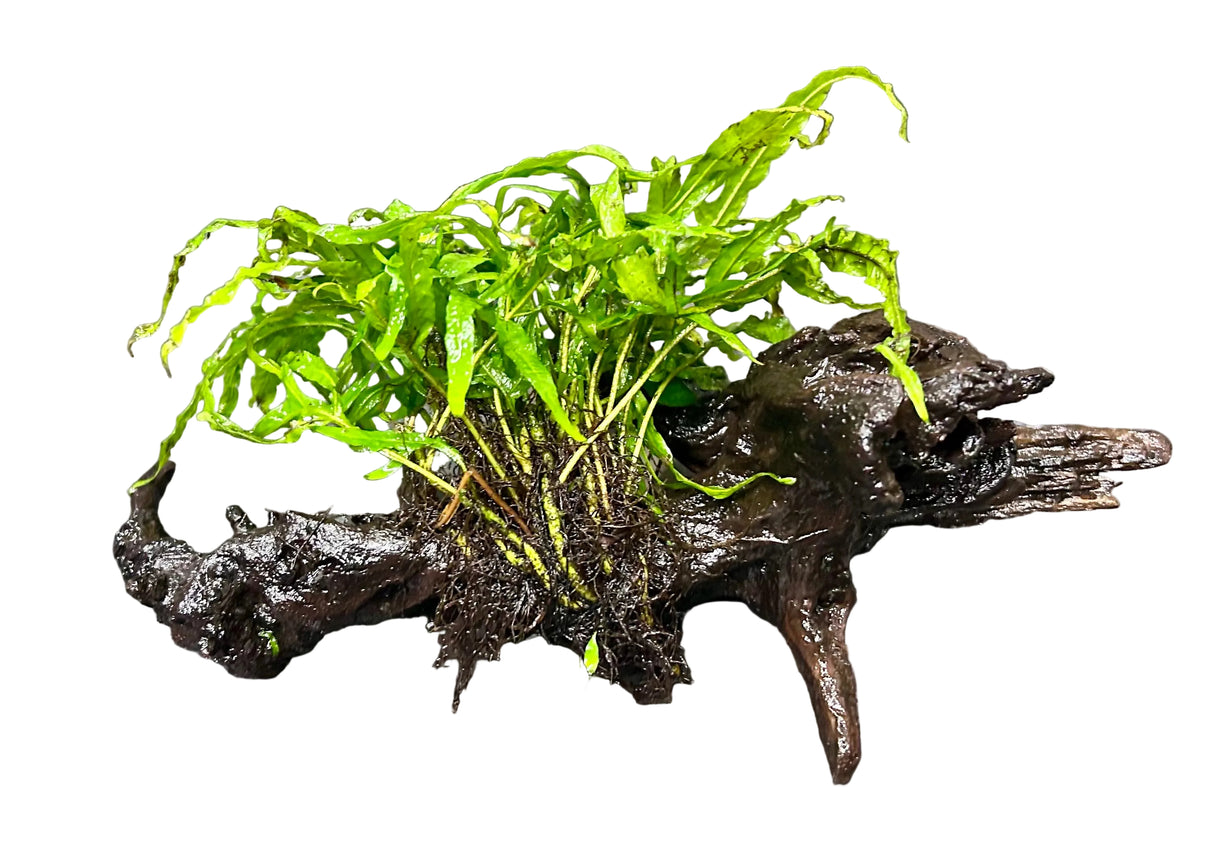 Java Fern Trident - Microsorum pteropus 'Trident' on driftwood