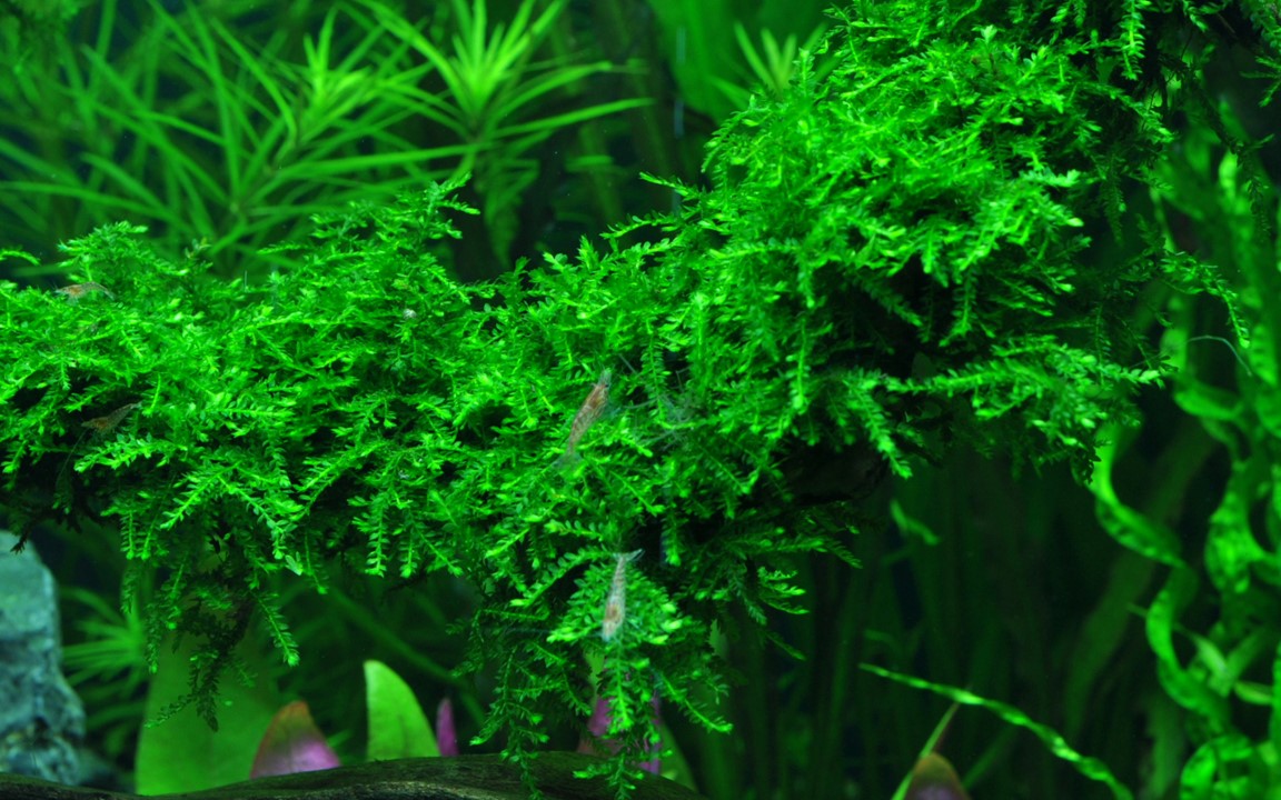 Vesicularia ferriei 'Weeping Moss' 003B POR