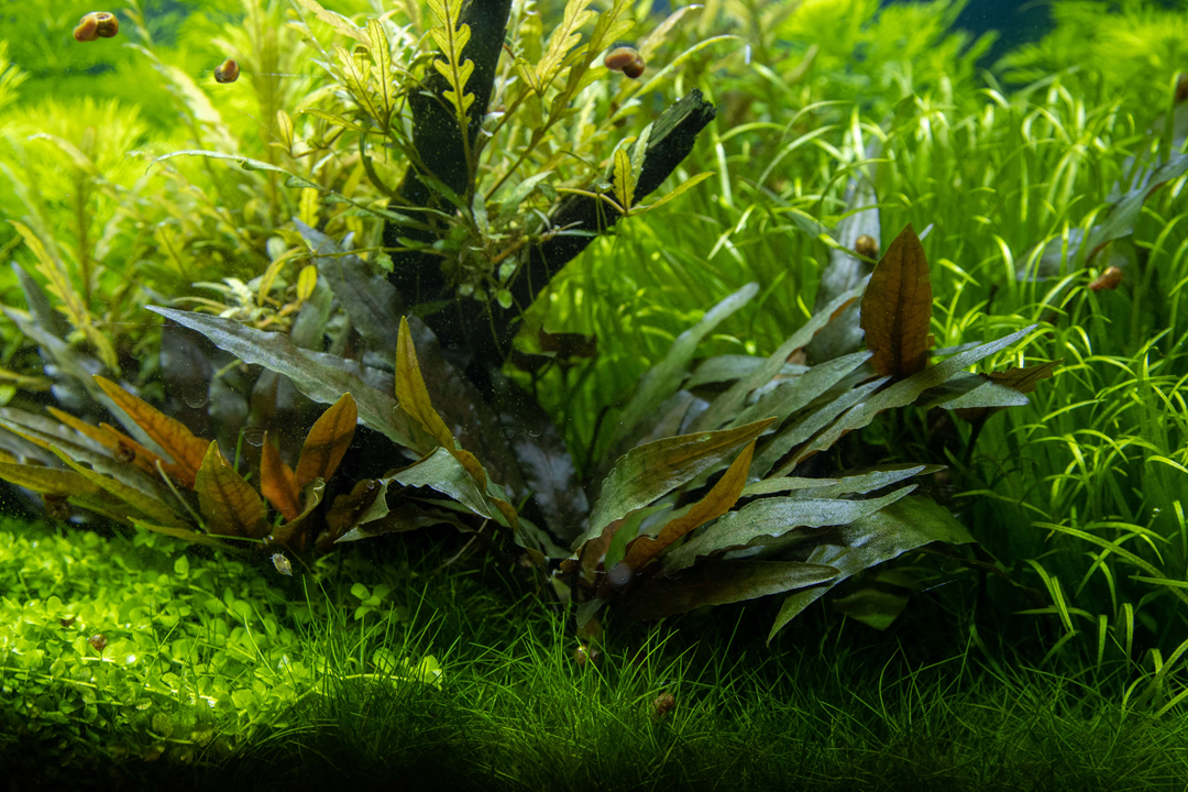 Cryptocoryne beckettii 'Petchii' 108A | Potted Plants | Largest Tropical Fish Selection at Your Local Fish Store