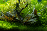 Cryptocoryne beckettii 'Petchii' 108A | Potted Plants | Largest Tropical Fish Selection at Your Local Fish Store