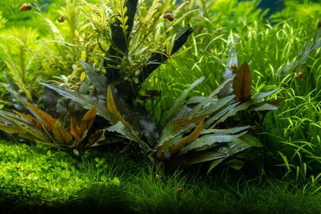 Cryptocoryne beckettii 'Petchii' 108A | Potted Plants | Largest Tropical Fish Selection at Your Local Fish Store