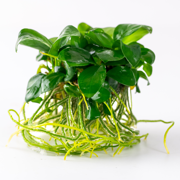 Anubias barteri nana 101 TC | Tissue Cultures | Largest Tropical Fish Selection at Your Local Fish Store