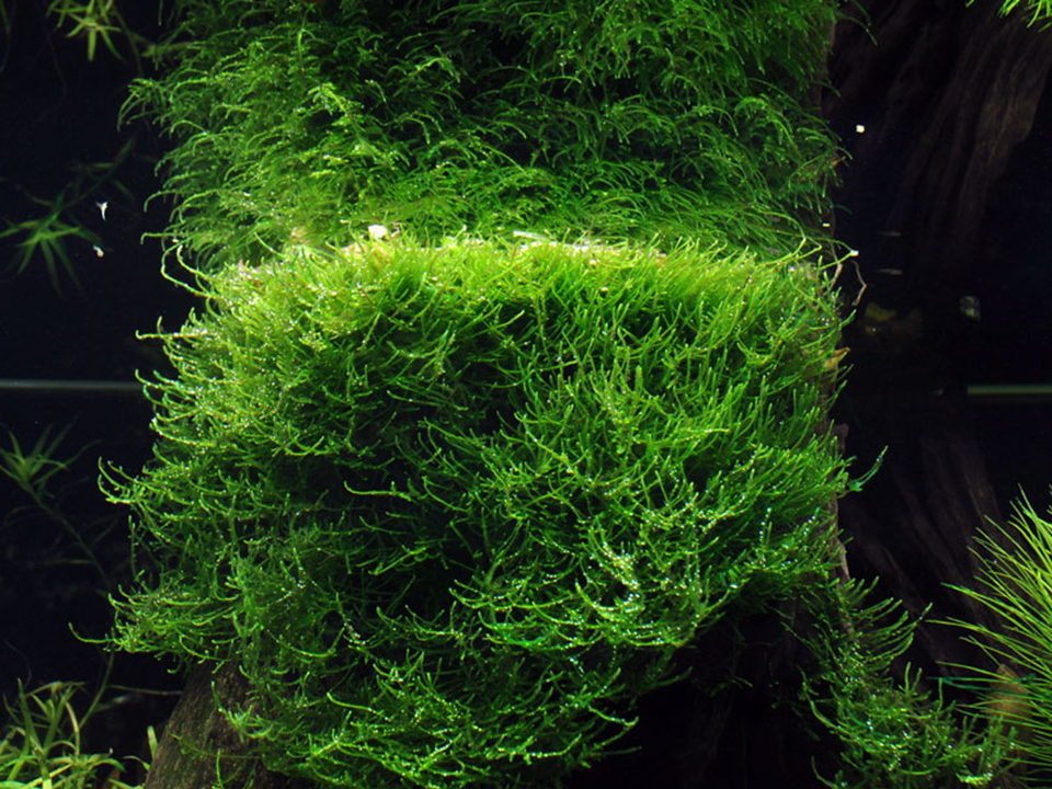Taxiphyllum barbieri 'Bogor Moss' Java Moss 003 POR