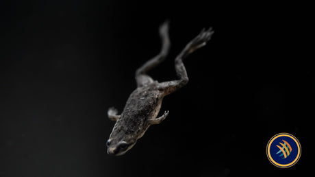 African Dwarf Frog (Hymenochirus boettgeri or Hymenochirus curtipes) Other Livestock African Dwarf Frog (Hymenochirus boettgeri or Hymenochirus curtipes)