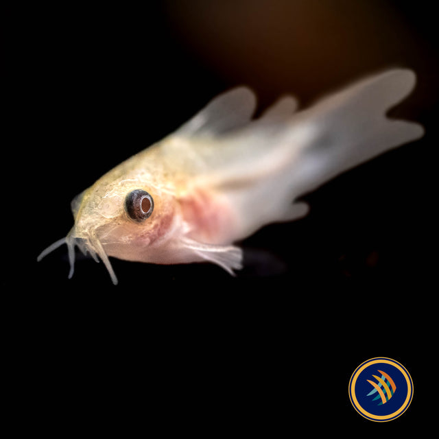 Albino Pygmy Corydoras (Corydoras pygmaeus 'Albino') Small | Catfish Loaches & Plecos | Largest Tropical Fish Selection at Your Local Fish Store