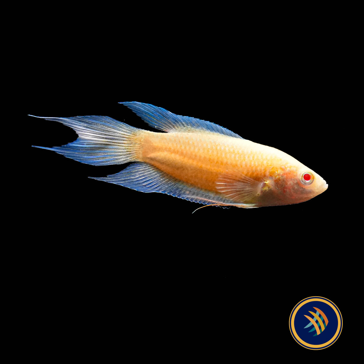 Albino Blue Fin Flame Paradise Fish (Macropodus opercularis)