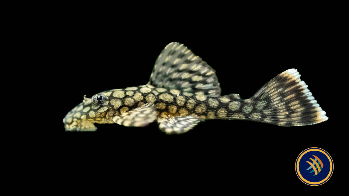 Ancistrus Wabenmuster Pleco (PlecoCeramics)