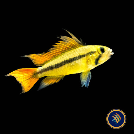 Apistogramma Cacatuoides  Gold/Orange - (Med Large) Aquarium Glaser | Cichlids Badis & Gouramis | Largest Tropical Fish Selection at Your Local Fish Store
