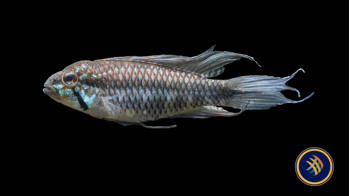 Apistogramma Elizabethae