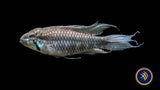Apistogramma Elizabethae
