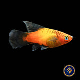 Apple Tricolour Hi-Fin Platy (Xiphophorus maculatus) 