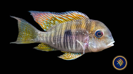 Balzani Eartheater (Gymnogeophagus balzanii)