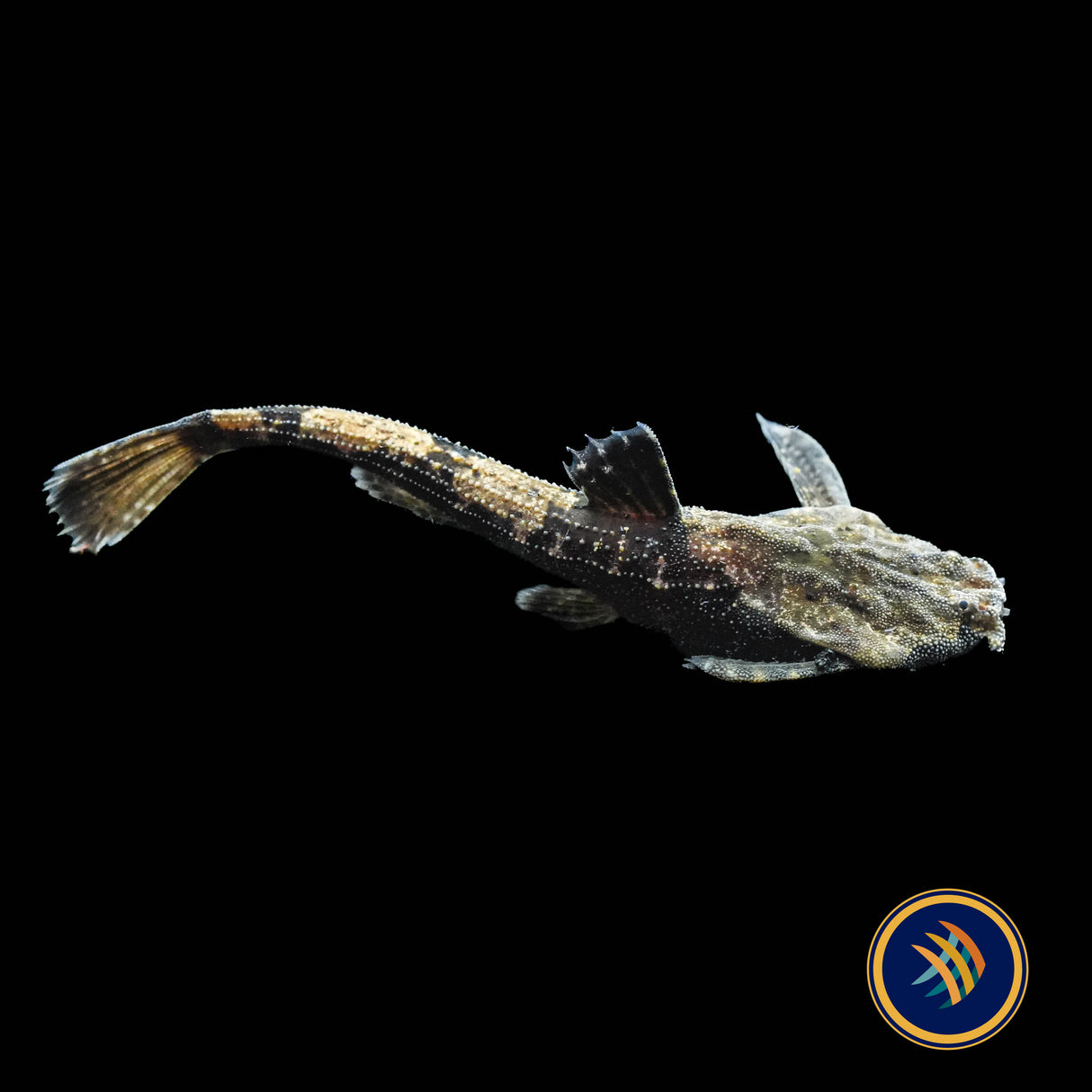 Banjo Catfish (Bunocephalus coracoideus) 4-6cm