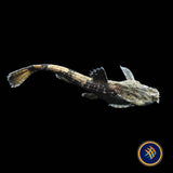 Banjo Catfish (Bunocephalus coracoideus) 4-6cm