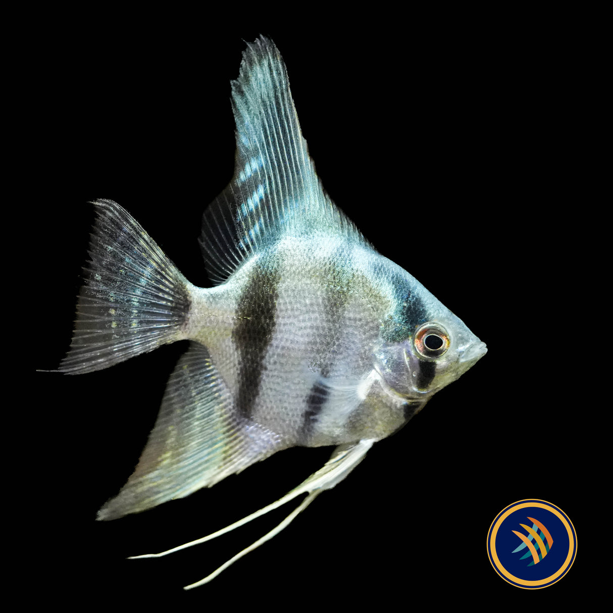 Belem Sky Blue Angelfish (Pterophyllum scalare) 3.5cm
