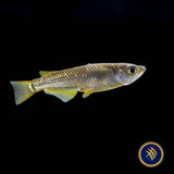 Black Golden Medaka Rice Fish (Oryzias latipes)