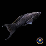 Black Lyretail Sailfin Molly (Poecilia sphenops)