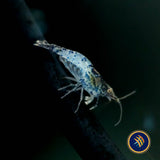 Black Rili Shrimp (Neocaridina davidi) | Snails Shrimp Crayfish Crabs | Largest Tropical Fish Selection at Your Local Fish Store