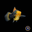 Black Variatus Platy (Xiphophorus variatus) 4cm | Livebearers | Largest Tropical Fish Selection at Your Local Fish Store