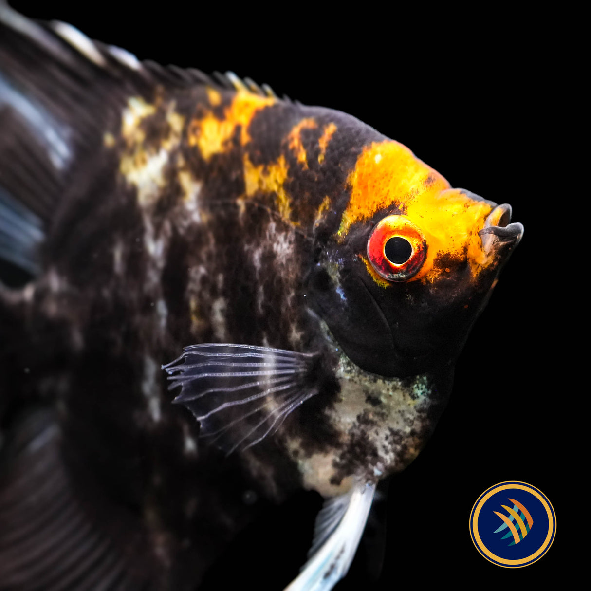 Black/White Marble Angelfish (Pterophyllum scalare) 