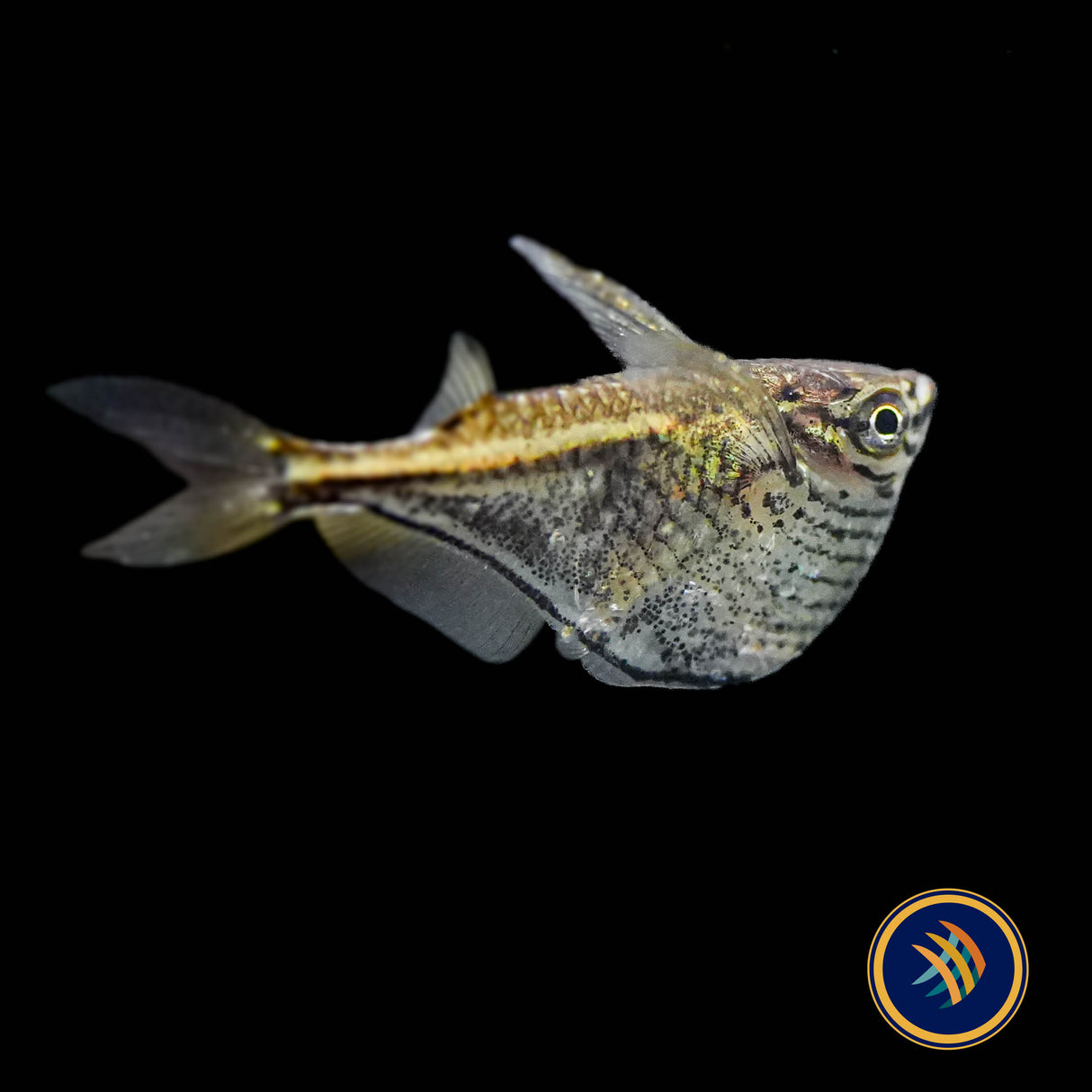 Blackwing Hatchetfish (Carnegiella schereri) Large - Aquarium Glaser