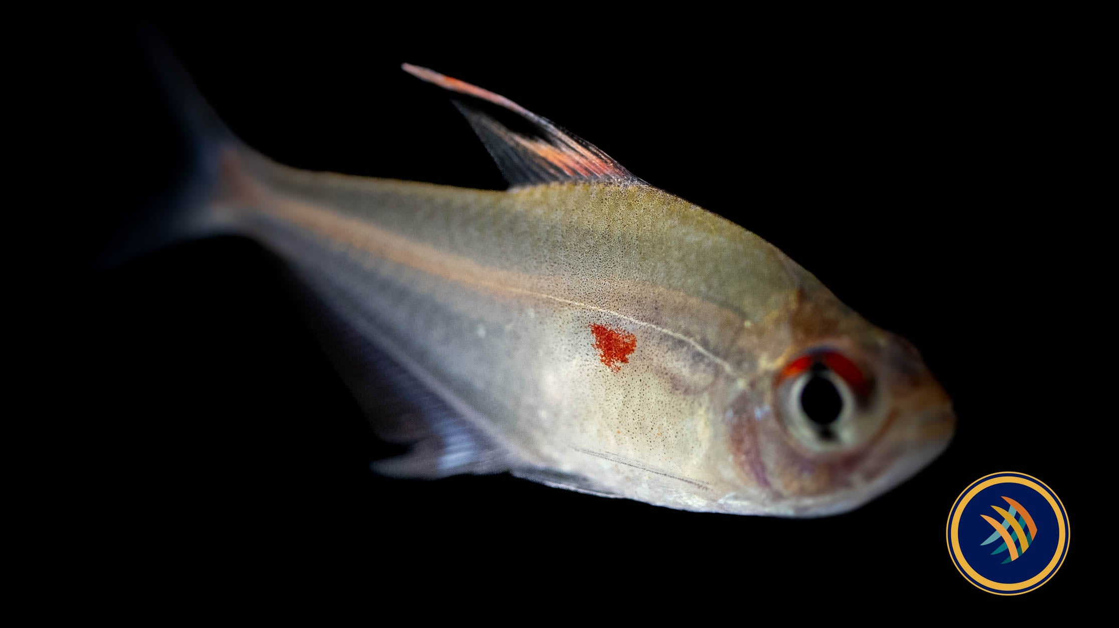 Bleeding heart tetra care best sale