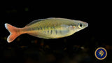 Bleher’s Rainbowfish  (Chilatherina bleheri) 5-7cm Aquarium Glaser