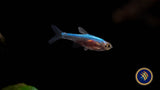 Blue Axelrodi Rasbora (Sundadanio Axelrodi) | Tetras Rasboras & Pencilfish | Largest Tropical Fish Selection at Your Local Fish Store