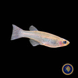 Blue‑green Lampeye Killifish (Procatopus aberrans)  