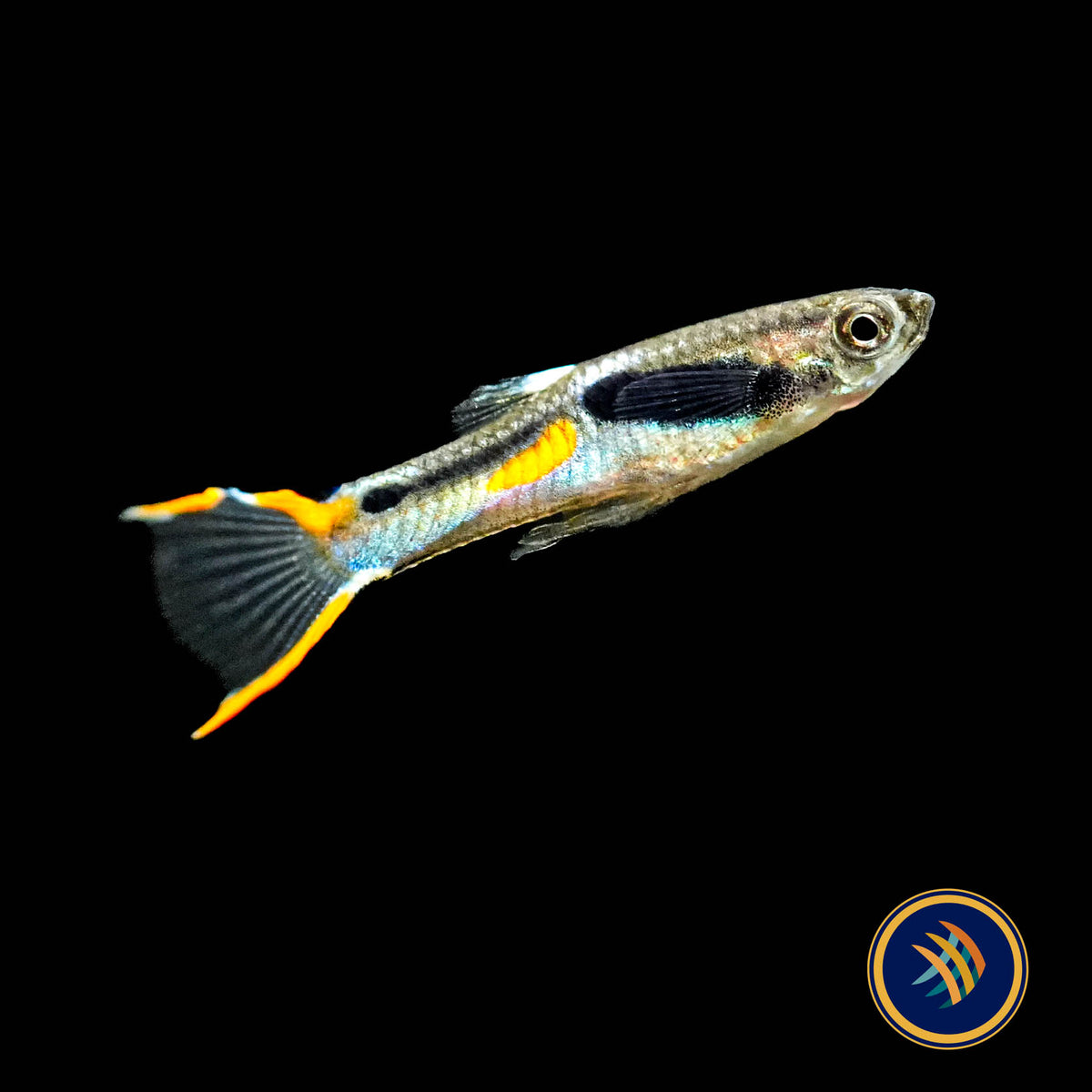Blue Snake Campoma no. 31 Endler 