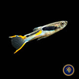 Blue Snake Campoma no. 31 Endler 
