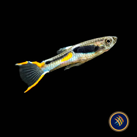 Blue Snake Campoma no. 31 Endler 