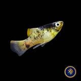 Bumble Bee Hi Fin Platy (Xiphophorus maculatus)