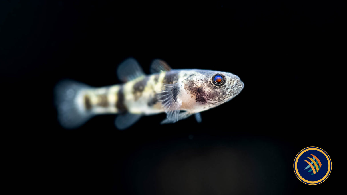 Bumblebee Goby (Brachygobius xanthomelas) Other Livestock Bumblebee Goby (Brachygobius xanthomelas)