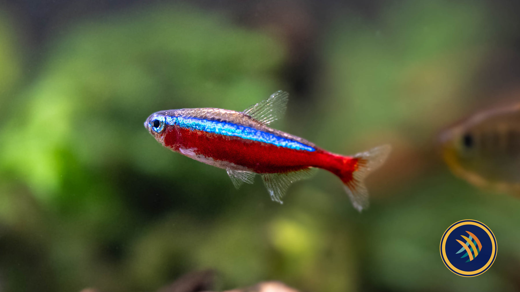 Tetras Rasboras & Pencilfish – Your Local Fish Store