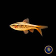 Cherry Barb | Goldfish Barbs & Minnows | Largest Tropical Fish Selection at Your Local Fish Store
