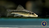 Chinese Algae Eater (Gyrinocheilus aymonieri) Catfish Loaches & Plecos 